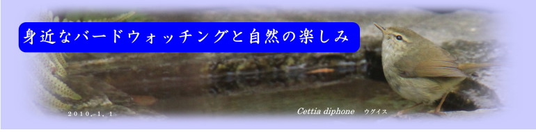 ウグイス、水場